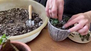 Идеальный бонсай. Укоренение небольших и тонких черенков крассул