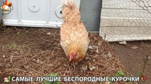 Цыплята и Курочки селяночки лучшие беспородные несушки 🥚 (238)