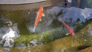 Парк Галицкого в Краснодаре.