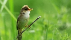 Пение птиц. Птицы. Пение птицы Камышовка болотная для жизненного тонуса