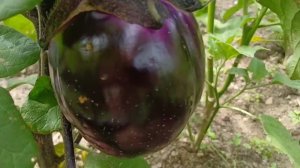 Репортаж с грядок, август урожай🍆🥬🍅