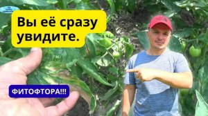 Все признаки фитофтороза не перепутайте с другой болезнью!