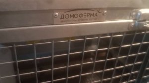 Новости из курятника