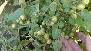 Органика для огорода