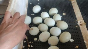 Вылупление цыплят ухейилюй, итоги инкубации не очень