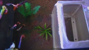 Разведение аквариумных рыбок Гуппи