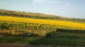 Воронежская область 08.08.25.