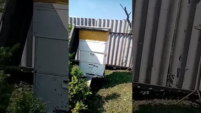 Отзыв Пасека Давыдовых