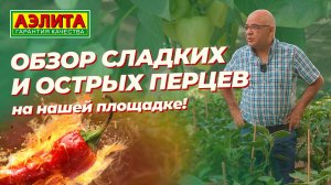 СЛАДКИЕ и ОСТРЫЕ перцы на нашей площадке в августе!