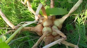 Лук семейный.