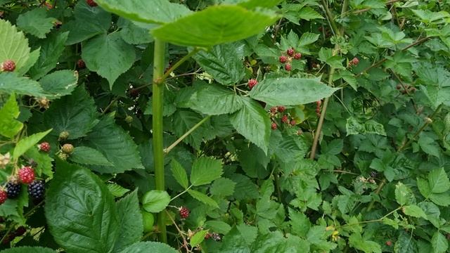 Ежевика: шпалера и особенности выращивания. смотреть онлайн