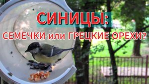 СИНИЦЫ: СЕМЕЧКИ или ГРЕЦКИЕ ОРЕХИ?