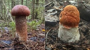 Тихая охота в молодом ельнике | Очередная разведка после засухи | Грибы 2025