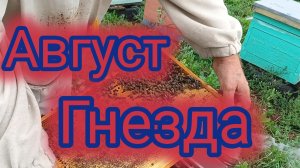 Август.Гнезда