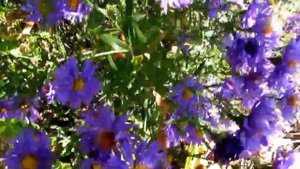 Цветок осени - астра многолетняя