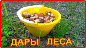ГРИБНАЯ ОХОТА или Как мы собирали Грибы