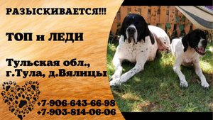 Пропали собаки! ТОП и ЛЕДИ. Тульская обл,  г.Тула, д. Вялицы