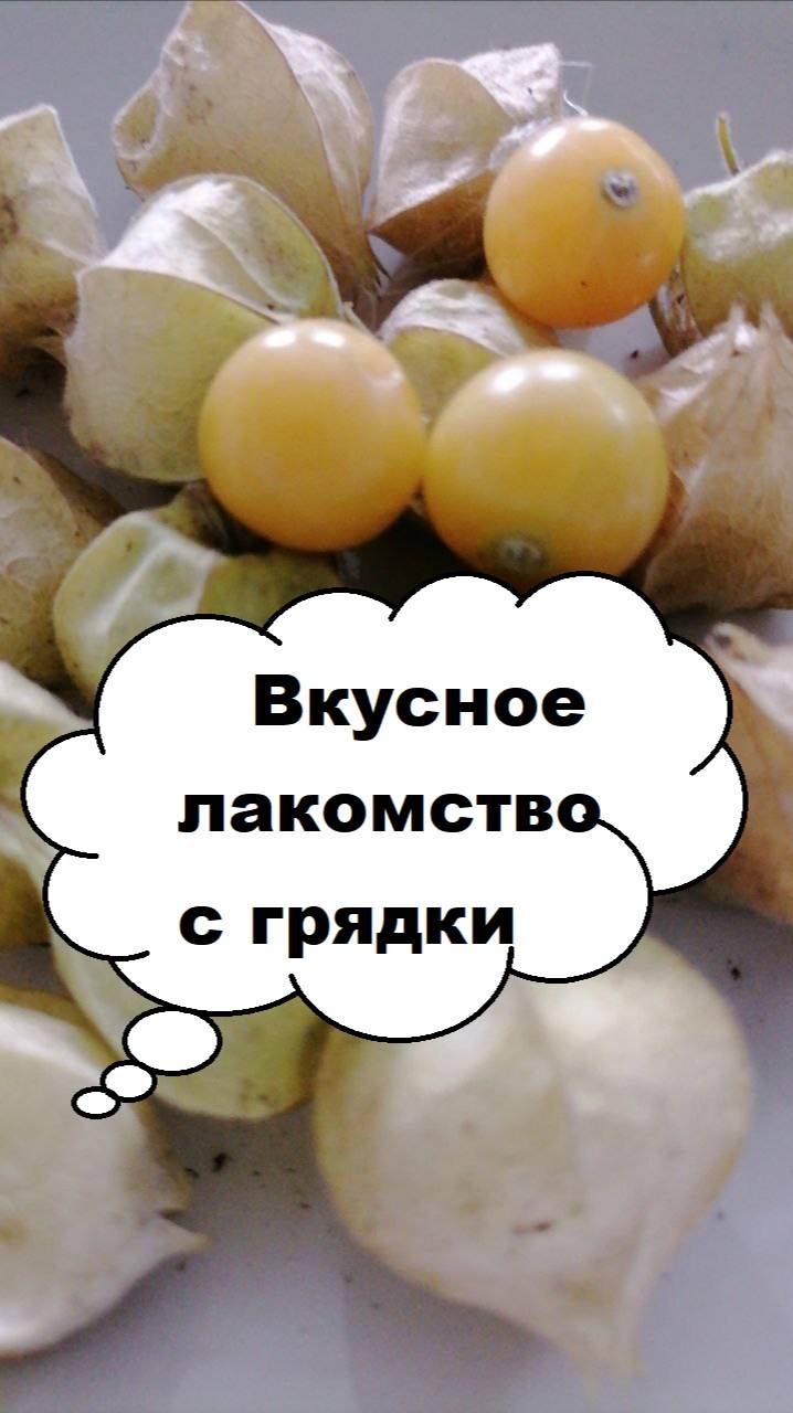 Физалис ягодный или земляничный, сбор урожая, отзыв