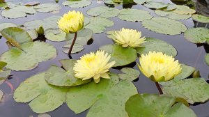 В ПИТОМНИКЕ WATERLILIA.RU   Водные  лилии waterlilies