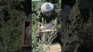 Один день из жизни пчеловода