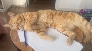 Если рядом дети, поспать не получится…