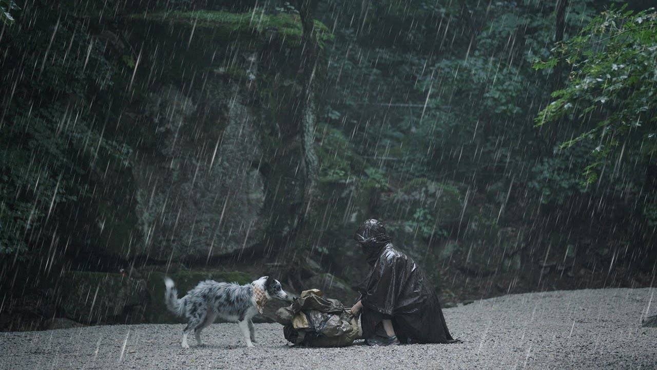 Кемпинг под проливным дождем с безумным энергичным щенком бордер-колли 🐶⛈️ | дождь ASMR смотреть онлайн