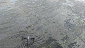 На фидер клюнул маленький бершик. #бершиенафидер