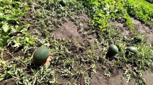 Мои арбузы в открытом грунте 10 августа 2025 года