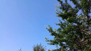 Заболела рука и все работы идут кое как. 10 августа, что растёт в огороде.