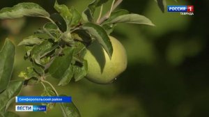 В Крыму зафиксирована сильнейшая за последние полвека засуха