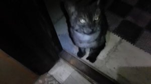 котик пришёл