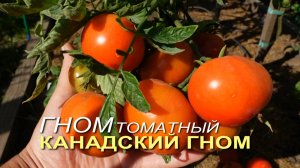 Томатный гном КАНАДСКИЙ ГНОМ. Обзор сортов ТОМАТОВ!