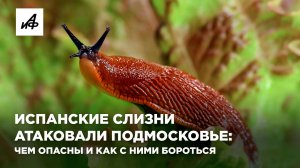 Испанские слизни атаковали Подмосковье: чем опасны и как с ними бороться