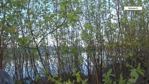 Охота на турпана в Якутии весна 2024 Часть 2