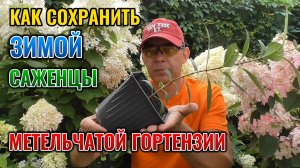 Как сохранить саженцы МЕТЕЛЬЧАТОЙ гортензии зимой: применяю два проверенных способа