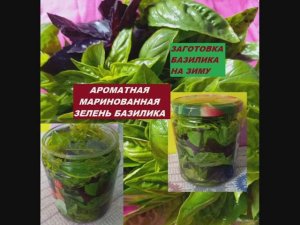 ЗАГОТОВКА БАЗИЛИКА НА ЗИМУ. Ароматная маринованная зелень базилика