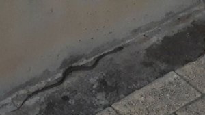 Ядовитая змея на улице, остров Кипр.