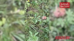 «Такие красивые, а есть нельзя!»: в микрорайоне Благовещенска грибы растут вдоль дороги