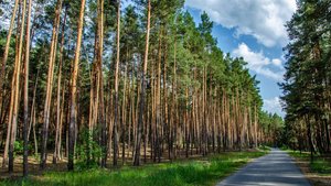 Прогулки по Белгороду. Сосновка