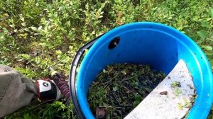 Отвёз её в лес и началось. Сбор черники на продажу. Ягодный сезон в разгаре. Таёжный промысел