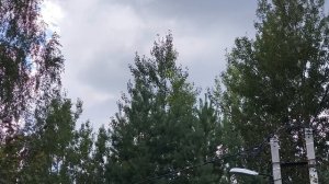 Хроника дачной жизни.
Воскресенье 10 августа.
Московская область.