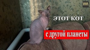 Почему этот кот так странно себя ведёт? #сфинкслео #котики