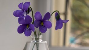 Фиалки из холодного фарфора