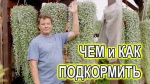 Подкормка растений в кашпо от клубники до петуний