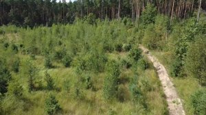 В лесу 10.08.25