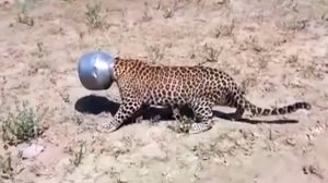 Удивительные истории спасения животных, которые растопят ваше сердце😍