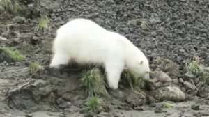 Гастрономические секреты белых медведей