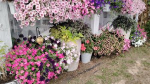 10 августа 2025г. Дачные дела за неделю.