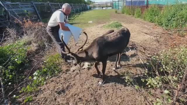 База отдыха Поляна. Кафе Чум. Олени, кролики и другие животные.