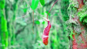 Җир асты аучысы | Гаҗәеп дөнья серләре. Үсемлекләр дөньясы